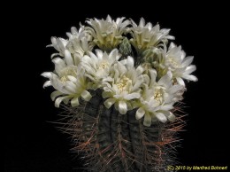 Gymnocalycium delaetii 101